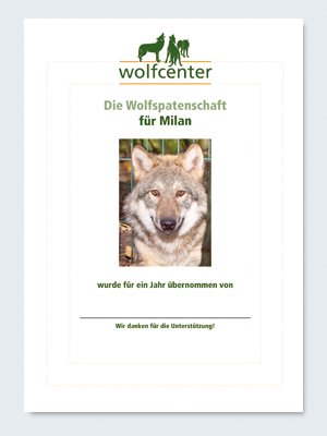 Wolfcenter, Onlineshop, Patenschaften, Wolf, Wolfspatenschaft, europäischer Grauwolf, Milan