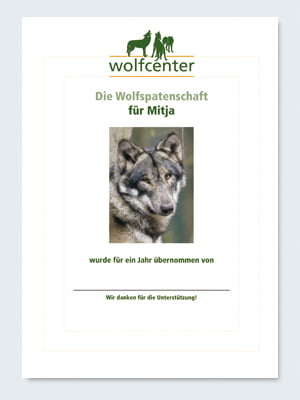 Wolfcenter, Onlineshop, Patenschaften, Wolf, Wolfspatenschaft, europäischer Grauwolf, Mitja