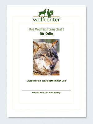 Wolfcenter, Onlineshop, Patenschaften, Wolf, Wolfspatenschaft, europäischer Grauwolf, Odin