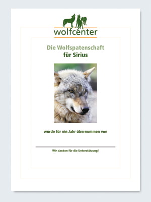 Wolfcenter, Onlineshop, Patenschaften, Wolf, Wolfspatenschaft, europäischer Grauwolf, Sirius