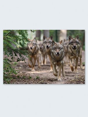 Wolfcenter Woelfe Onlineshop Frank Fass Zoo Wildpark Tierpark Souvenir Buch Tasse T-shirt Hoody Foto Bild Patenschaft Vortrag Spielzeug Plüschtier Accessoires Übernachtung Veranstaltung Besuch