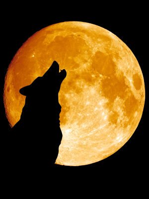 Wolfcenter Dörverden, Onlineshop, Abend unter Wölfen, Mit Wölfen bei Vollmond um Mitternacht heulen