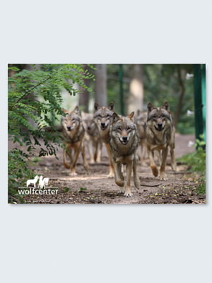 Wolfcenter Woelfe Onlineshop Frank Fass Zoo Wildpark Tierpark Souvenir Buch Tasse T-shirt Hoody Foto Bild Patenschaft Vortrag Spielzeug Plüschtier Accessoires Übernachtung Veranstaltung Besuch