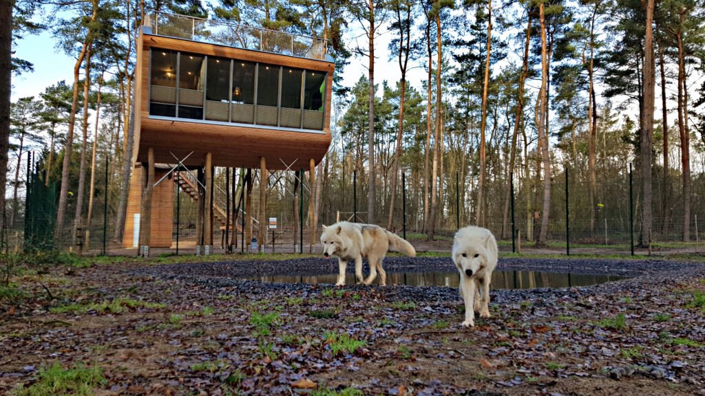 Wolfcenter Woelfe Zoo Wildpark Tiergehege Frank Fass Baumhaushotel Polarwölfe Wolfsgehege