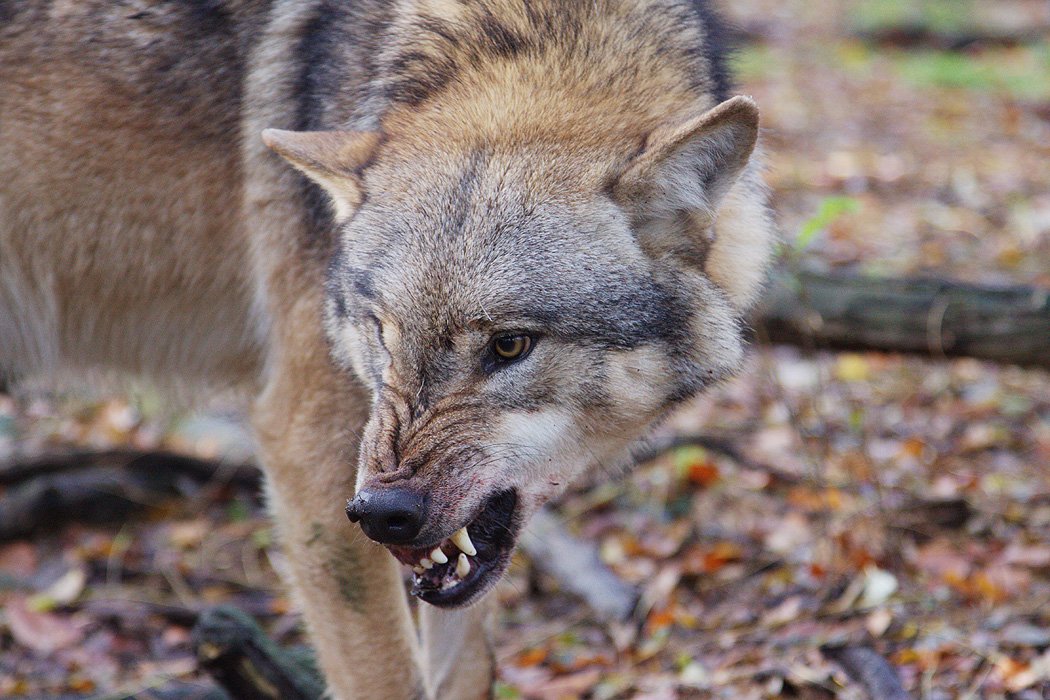 Wolfcenter Woelfe Zoo Wildpark Tiergehege Frank Fass Aggressiver Wolf angefüttert Habituiert Habituation
