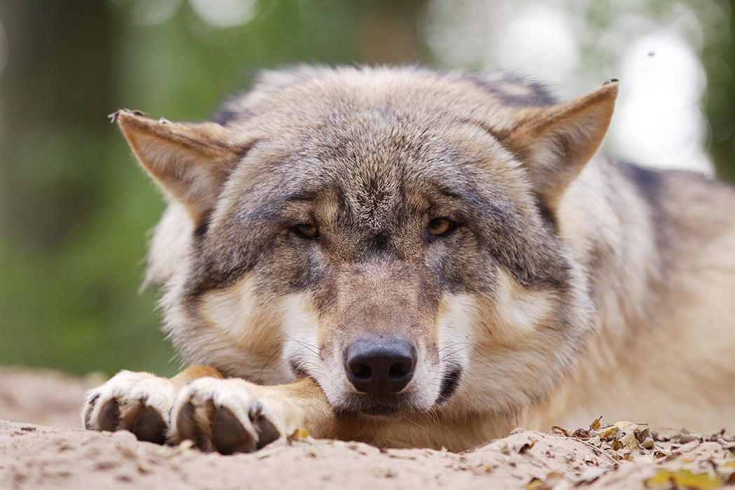 Wolfcenter Woelfe Zoo Wildpark Tiergehege Frank Fass Grauwolf ruht