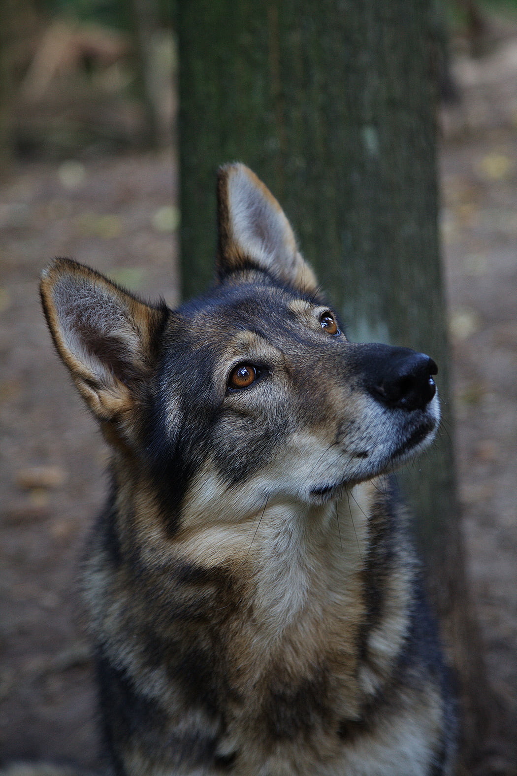 Wolfcenter Woelfe Zoo Wildpark Tiergehege Frank Fass Hunde Regeln Umgang Verbot