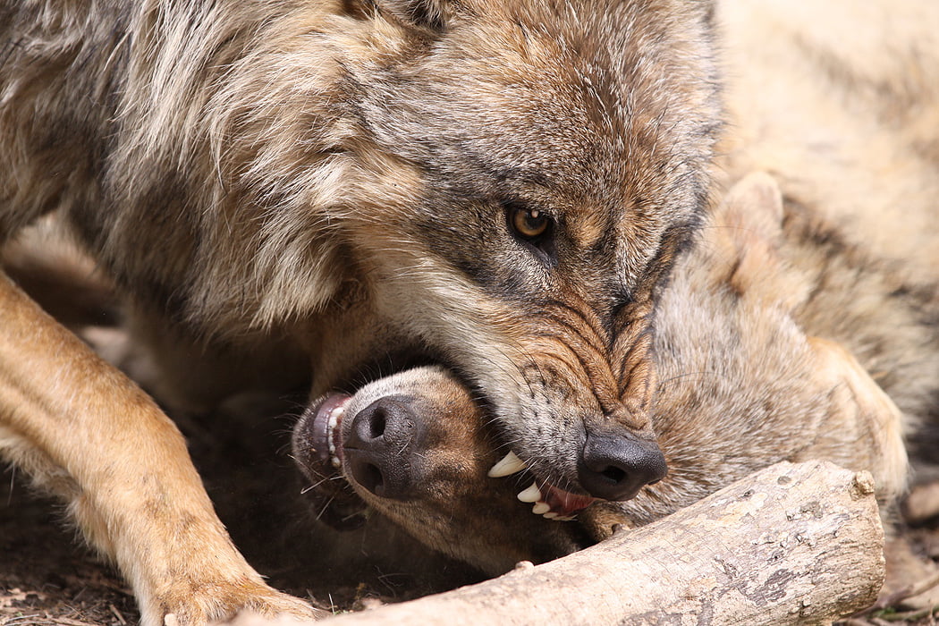 Wolfcenter Woelfe Zoo Wildpark Tiergehege Frank Fass Über die Schnauze greifen