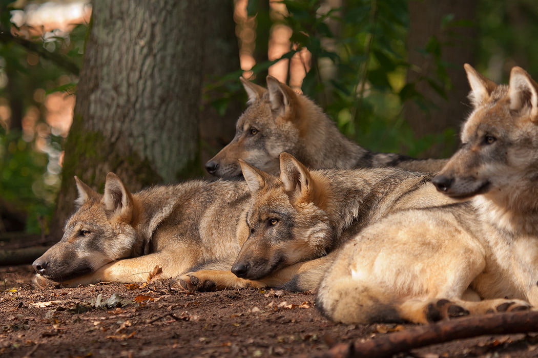 Wolfcenter Woelfe Zoo Wildpark Tiergehege Frank Fass Gehegewölfe Wolfsrudel Wolfsgruppe