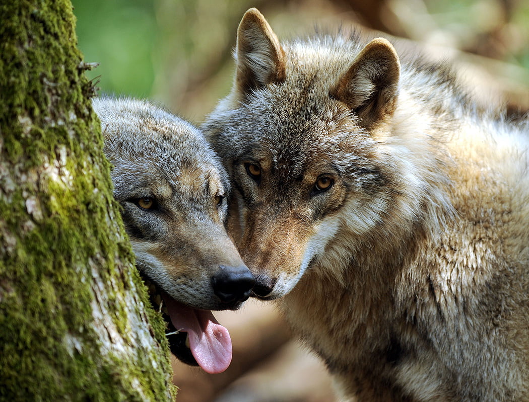 Wolfcenter Woelfe Zoo Wildpark Tiergehege Frank Fass Canis Lupus Grauwolf Wolves Wolfswelpen Wolfspaar