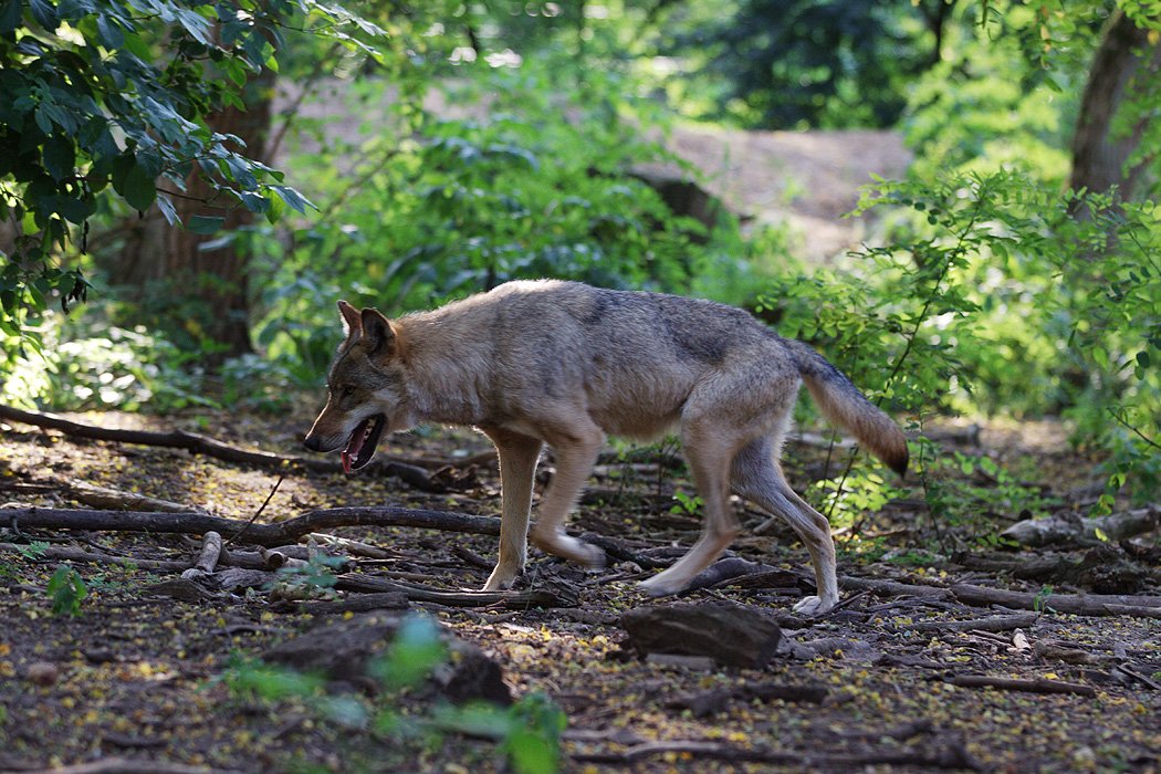 Wolfcenter Woelfe Zoo Wildpark Tiergehege Frank Fass Canis Lupus Grauwolf Wolves Wolfswelpen