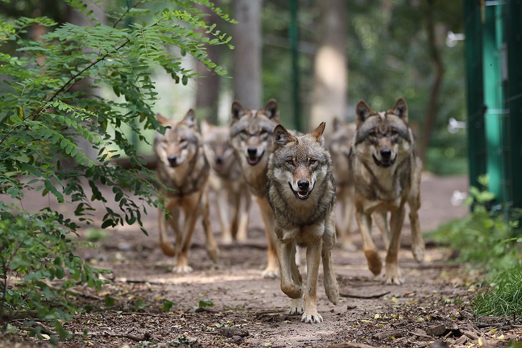 Wolfcenter Woelfe Zoo Wildpark Tiergehege Frank Fass Wolfsrudel Wald