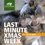Wolfcenter Woelfe Zoo Wildpark Tiergehege Wolfsgehege Frank Fass Last Minute Xmas Week Black Weekend Friday Angebote Preisnachlass Ermässigung